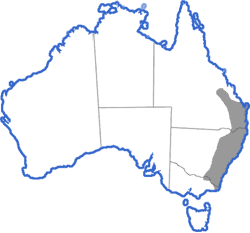 Distribution map for Uperoleia laevigata
