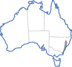 Distribution map for Uperoleia tyleri