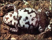 Pseudophryne bibroni