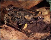 Uperoleia laevigata