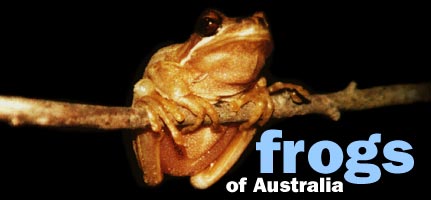 Frogs of Australia