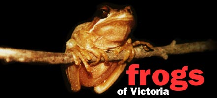 Frogs of Victoria