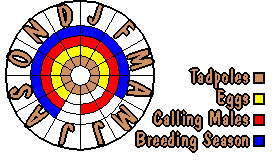 Life cycle for Limnodynastes dumerili