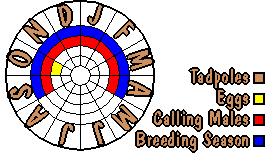Life cycle for Limnodynastes fletcheri