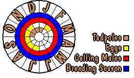 Life cycle for Crinia signifera