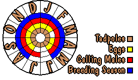 Life cycle for Limnodynastes tasmaniensis