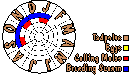 Life cycle for Uperoleia tyleri